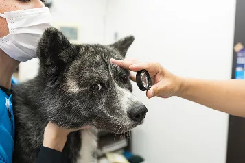 犬スタッフ・豆次郎