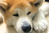 犬